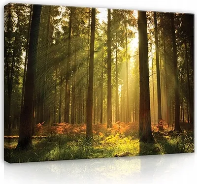 Produktbild von Leinwandbild Wald Sonne Natur 120x80 cm XXL Modern Canvas Bilder Leinwandbilder Schlafzimmer Wohnzimmer Wandbilder Kunstdruck Wand Bild auf Leinwand Aufhängefertig