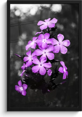 Produktbild von MuchoWow® MuchoWow® Gerahmtes Poster Blumen - Lila - Schwarz - Weiß 40x60 cm - Poster mit zchwarzem Bilderrahmen - Papierdruck - Wandbilder