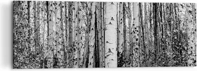Produktbild von Bild auf Leinwand - Leinwandbild - 3 Teile - Birken Wald Monochrom - 120x40cm - Wand Bild - Wanddeko - Wandbilder - Leinwanddruck - Bilder - Wanddekoration - Leinwand bilder - Wandbild - CA120x40-4643
