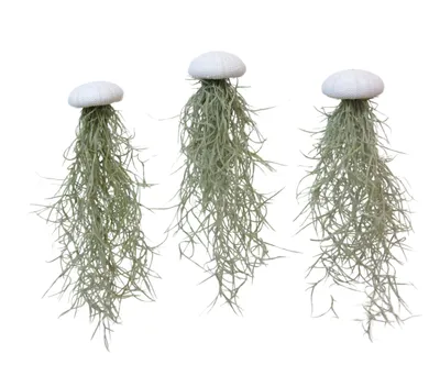 Produktbild von Seeigelgehäuse Alfonso weiß mit Tillandsie spanisch Moos 3er Set