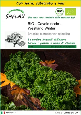 Immagine prodotto di SAFLAX Insieme di coltivazione -- Cavolo riccio - Westland Winter - 70 semi - Brassica