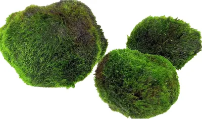 Productafbeelding van Marimo mosballen voor aquarium - 3 stuks - 4 tot 5 cm - levende aquariumplant