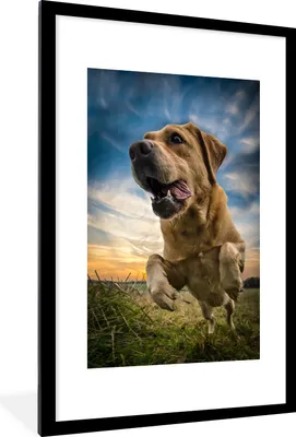 Produktbild von MuchoWow® Gerahmtes Poster Bunter Himmel über diesem Labrador Retriever 60x90 cm - Poster mit Schwarzem Bilderrahmen Wandposter Rahmen Foto Bilder - Dekoration - Wandposter Wohnzimmer - Hochwertig