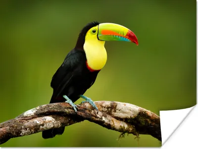 Produktbild von MuchoWow® Poster Vogel - Tukan - Regenbogen - Grün - Zweig 120x90 cm - Wandbild