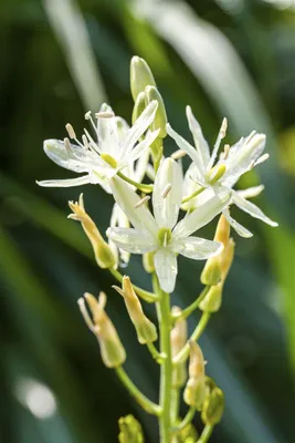 Produktbild von Camassia leichtlinii 'Alba', Prärielilie, weiß, ca. 11x11 cm Topf