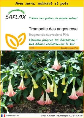 Image de SAFLAX Ensemble de culture - Trompette des anges rose - 10 graines - Brugmansia