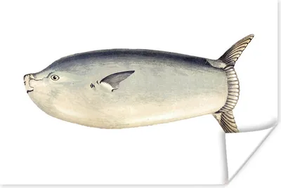 Produktbild von MuchoWow® Poster Fische - Realismus - Mondfisch 180x120 cm - Fotoplakat