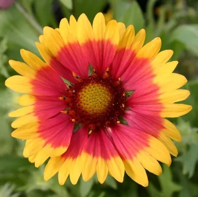 Obrázek produktu pro 6 x kokardka  - Gaillardia 'Kobold'  | Květináč 9 cm x 9 cm