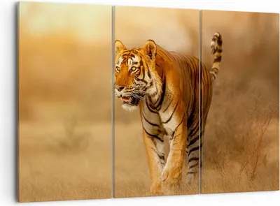 Produktbild von Bild auf Leinwand - Leinwandbild - tiger tier - 105x70cm - Wand Bild - Wanddeko - Wandbilder - Leinwanddruck - Bilder - Kunstdruck - Wanddekoration - Leinwand bilder - Wandkunst - CE105x70-3946