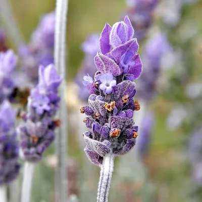 Obrázok produktu pre 6 x Provensálsky levanduľa  - Lavandula intermedia 'Grappenhall'  | Kvetináč 9 cm x 9 cm