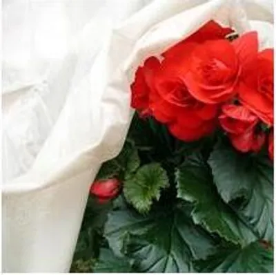 Produktbild von Noor Winterschutz Rosenhaube 2er Pack 75x80cm weiß; 011150ROSEN