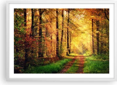 Produktbild von Gerahmtes Poster - Weißer Rahmen - Wald Baum Natur - 70x50 cm - Wand Bild - Wanddeko - Wandbilder - Kunstposter - Wandposter - Bilderrahmen - Bilder - Kunstdruck - Wandbild - P2WAA70x50-3718