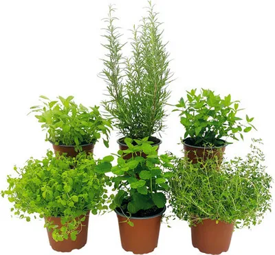 Produktbild von Kräuter Set FloraSelf Mediterrane Kräuter Mix 6 Stk. Ø 12 cm Topf