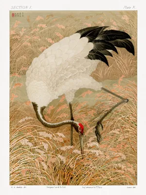 Produktbild von Plakat 30x40cm Kranich im Japanischen Stil, G.A. Audsley für das Wohnzimmer