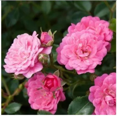 Obrázok produktu pre Rosa (PA) 'Lovely Fairy' ® - ruža | 10-15 cm v črepníku