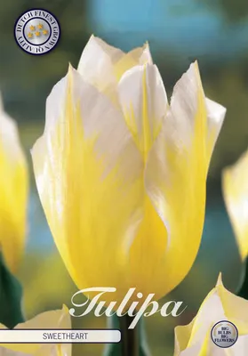 Artikelbild 2 von 'Tulpe Sweetheart (7 Stück)' aus der Kategorie Tulpenzwiebeln