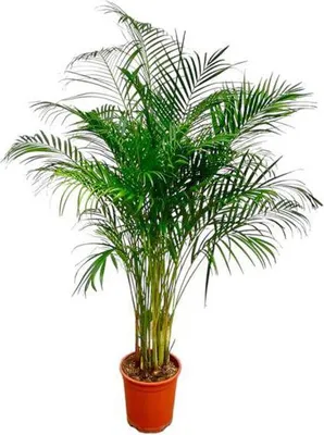 Zdjęcie produktu dla Palma złocista (Dypsis lutescens) Ø24 cm ↕170 cm – palma pokojowa oczyszczająca powietrze