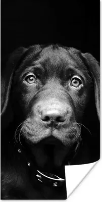 Produktbild von MuchoWow® Poster Nahaufnahme Labrador Welpe vor schwarzem Hintergrund in schwarz und weiß 80x160 cm - Kinderzimmer