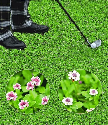 Produktbild von BALDUR Garten 8x Bodendecker winterhart Lippia Summer Pearls, Pflanzen im 9x9 cm-Topf, Kollektion rosa und weiß, winterharte & mehrjährige Staude, wächst schnell zu trittfesten Teppichen