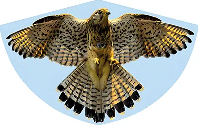 Produktbild von Drachen Falke 92x62cm GÜNTHER 1230 Folie