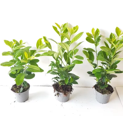 Produktbild von 20x Kirschlorbeer Novita 40-50 cm | Prunus laurocerasus Novita | Winterharte Heckenpflanzen | Immergrüne Sichtschutzhecke