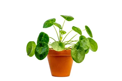 Obrázek produktu pro Gardners Pilea Mojito, průměr 12-13 cm