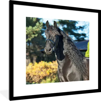 Produktbild von MuchoWow® Gerahmtes Poster Sonne - Friesisch - Pferd 40x40 cm - Poster mit Schwarzem Bilderrahmen Wandposter Rahmen Foto Bilder - Poster - Plakat im Rahmen