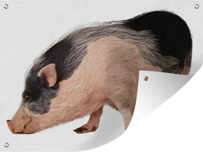 Produktbild von MuchoWow® 40x30 cm Outdoor-Poster Gartendeko Sichtschutz Garten Poster für den Garten Hängebauchschwein - Weiß - Tiere