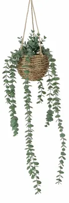 Produktbild von Boltze Home Hängepflanze Eukalyptus