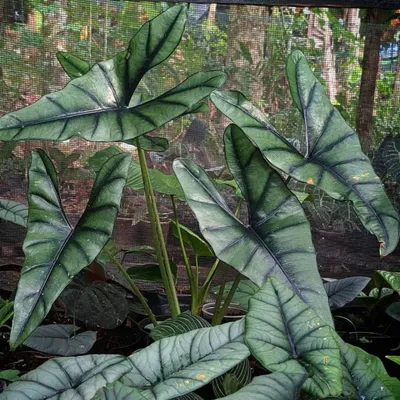 Immagine prodotto di Alocasia (Alocasia princeps) - 1 seme germogliato