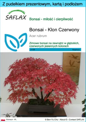 Zdjęcie produktu dla SAFLAX - Zestaw prezentowy - Bonsai - Klon Czerwony - 20 Nasiona - Z pudełkiem upominkowym, etykietą wysyłkową, kartą podarunkową i podłożem uprawowym - Acer rubrum