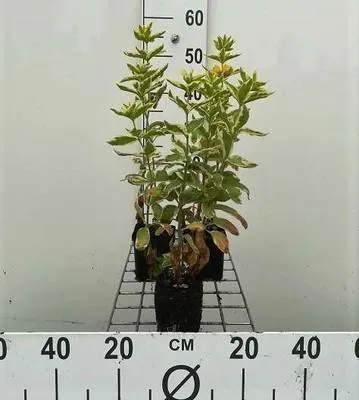 Immagine prodotto di 6 x Lysimachia thyrs. 'Variegata' - Loosestrife giallo variegato - vaso 9 x 9 cm