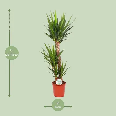 Obrázek produktu pro Palma Yucca Elephantipes, pokojová rostlina, prumer 24cm, výška 125cm
