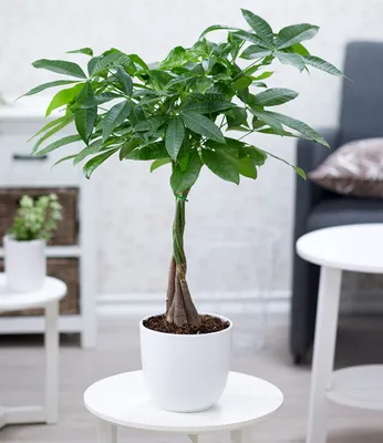 Produktbild von BALDUR Garten Pachira Aquatica ca. 60-70 cm hoch, 1 Pflanze, mit geflochtenem Stamm Rasierpinselbaum Glückskastanie, wilder Kakaobaum, Zimmerpflanze, Grünpflanze, mehrjährig - frostfrei halten