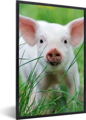 Produktbild von MuchoWow® Gerahmtes Poster Schwein - Tiere - Groß 60x90 cm - Poster mit Schwarzem Bilderrahmen Wandposter Rahmen Foto Bilder - Kunst