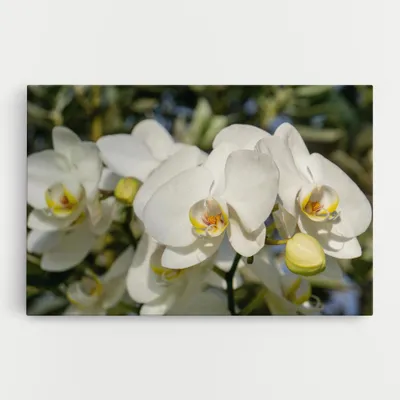 Produktbild von ARTHUB® Leinwandbild 50x70 cm, Big Orchids In Nature | Wohnzimmerdekoration, Hängende Bilder, Wanddekoration, Heimdekoration, Blumen, Orchideen