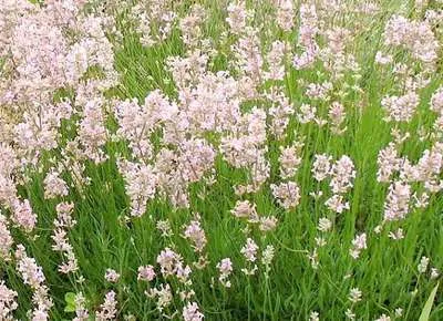 Immagine prodotto di Lavandula ang. rosea' - Lavanda - Contenitore 1,5 litri