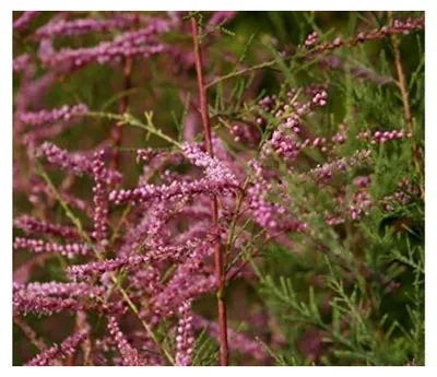 Produktbild von Heide-Tamariske - Tamarix pentandra 60-80 cm
