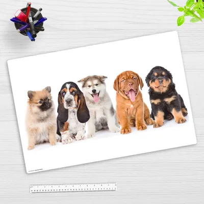 Produktbild von Schreibtischunterlage für Kinder – 5 süße Hundewelpen – 60 x 40 cm – aus Premium Vinyl  –  Germany