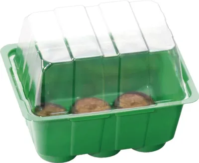 A green seed starting tray with a clear plastic lid, containing three seed pods.