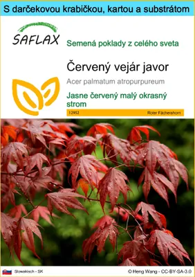 Obrázok produktu pre SAFLAX Darčeková sada - Červený vejár javor - Acer palmatum atropurpureum - 20 Semená - S darčekovou krabičkou, prepravným štítkom, darčekovou kartou a pestovateľským médiom
