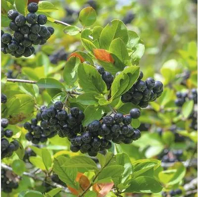 Produktbild von Apfelbeere, Aronia FloraSelf Aronia prunifolia 'Viking' H 40 cm Co 4,5 L