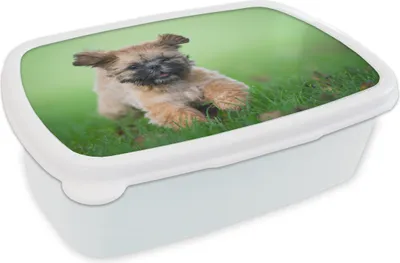 Produktbild von KitchenYeah® Lunchbox Brotzeit Brotdose 17x11 cm Ein niedlicher Shih Tzu Hund, der durch das Gras läuft Kinder Brotzeitdose - Lunch Box - Kinder - Sandwich-Box - Schulbox - Lunch Boxen