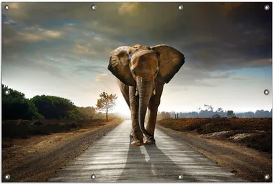 Produktbild von Wallario Outdoor-Poster für Garten oder Balkon, Motiv Elefant bei Sonnenaufgang in Afrika, in ca. 100 x 150 cm