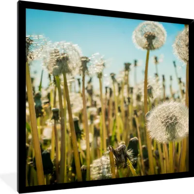Produktbild von MuchoWow® Gerahmtes Poster Blumen - Löwenzahn - Gras 40x40 cm - Poster mit Schwarzem Bilderrahmen Wandposter Rahmen Foto Bilder - Mit Rahmen - Wanddekoration Schlafzimmer