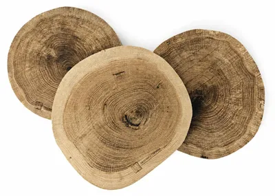 Produktbild von Holzscheibe Eiche ohne Rinde, geölt, geschliffen, 14–20 cm / 2 cm – 3er-Set