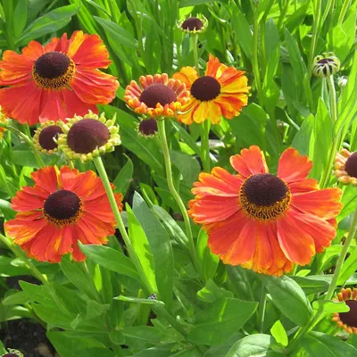Obrázok produktu pre 6 ks rastlín Zonnekruid - Helenium 'Kupferzwerg' | Kvetináč 9 cm x 9 cm