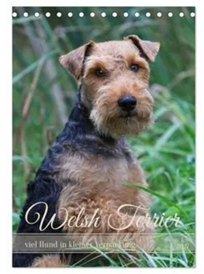 Immagine prodotto di Welsh Terrier: tanto cane in un formato compatto (calendario da tavolo 2027, formato DIN A5 verticale), Calendario mensile CALVENDO
