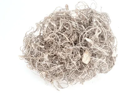 Produktbild von Curly Moos in Weiß, gefrostet, Gewicht ca. 500g | Deko-Moos