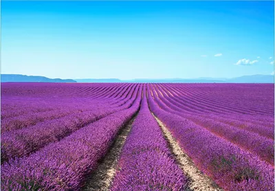 Produktbild von Wallario Fototapete Vliestapete, seidenmatte Oberfläche, einfache Verarbeitung, Größe 300 x 210 cm, Motiv Lavendelfeld unter blauem Himmel